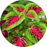 Fast Burn Extreme ingredient