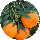 Fast Burn Extreme ingrediant