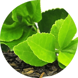 Fast Burn Extreme ingredient